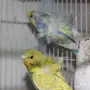 زوج طيور الهوقو   جاهز للانتاج 