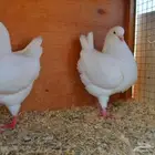 لعشاق الكنق الأمريكي الملكي مستوى TOP.