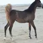 تبوك - مهره شعبيه تنافس