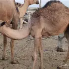 قعود قصب فاخر