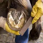 مقلم خيل الخرج و ضواحيها فقط