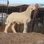 مشروع فحل خصم 