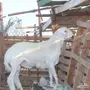 مشروع فحل صنف 