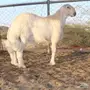 مشروع فحل من مراح النادرات 