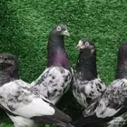 زوج باكستاني ( تم البيع )