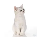 سكوتش بريطاني
