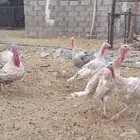 دجاج رومي للبيع