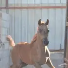 مهر شعبي حفيد جستس