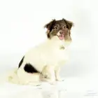 انثى بابيليون تبني