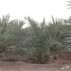 أبحث عن أرض زراعية أو وقف للإيجار في منطقة تاروت او القطيف