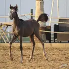مهر واهو للبيع