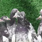 حمام باكستاني