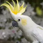 اتبنى جميع انواع طيور الزينه