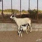 عنز بيشية سديس تحتها تيس