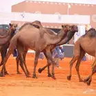 راعي ابل غنم طباخ مزارع