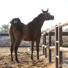 فرس شيخه منوة كل شخص