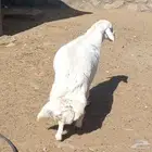 خروف جبر ناهي جذع. تم البيع. تم البيع