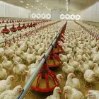 مستلزمات حظائر عنابر الدواجن (معالف-مشارب-صناديق-قطع غيار)