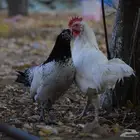 أنواع دجاج مختلفه سوسيكس و لوهامان بياض و الكنفلدر و تركي