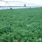 مصور مزارع حائل عقدة تصوير درون