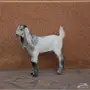 تيس مستقبل فحل