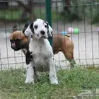 خدمات بيطرية