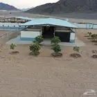 مربط واسطبل شموخ الاصايل - ايواء عسف تدريب