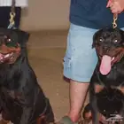 فندقه وتدريب للكلاب