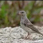 ياسمين طايفي حسون يمني