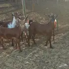 معزا محايلية اخوات بعض مراح واحد انتاج واحد