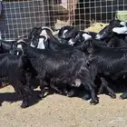 معزا عوارض منايح دفيع ومضريع العدد 15 با الفحل للقناي