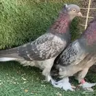 اجواز اتراك