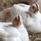 صوص لاحم روس 308 للبيع