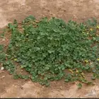 بذور نفل البري للبيع