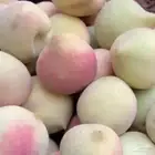شتلات أشجار مثمره فاخره و زينه و ورد