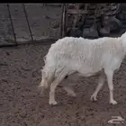 نعجة حائل فل شحم