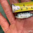 سمك بلطي حي