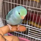 يوجد بغبغاء ميني روز بارتوليت