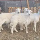 ضان حريات للبيع ( بيشه )