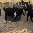 تيوس للبيع
