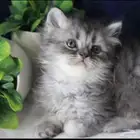 قطط طيور