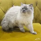 قطة هيمالايا للبيع