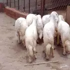 7 بهم كفو