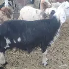 نعجتين نجد طيبات