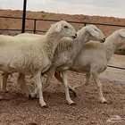 حريات مضاريع ( تم البيع)