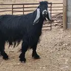 فحل عارضي مشرووط
