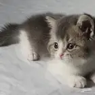 عروض للبيع سكوتش