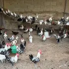 المزاحمية