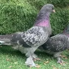 جوز أخضر توب