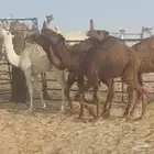 عدد 6 قعدان
